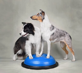 Two Collie dogs on dog fitness trainig