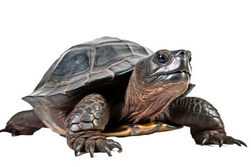 Fototapeta na wymiar Mata mata turtle, generative artificial intelligence