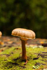 mushroom in the forest