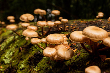 mushrooms in the forest