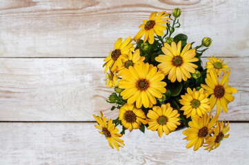 African daisy, Osteospermum, delicate flowers in a warm yellow sunny color, a bouquet of flowers against the background of wooden boards, top view