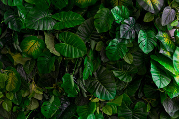 Abstract green tropical plants background. Group of various leafs looks like dark green wall. Copy space of your text. Environmental issues theme.