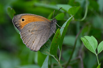 male Meadow brown // Großes Ochsenauge (Maniola jurtina), Männchen - Greece