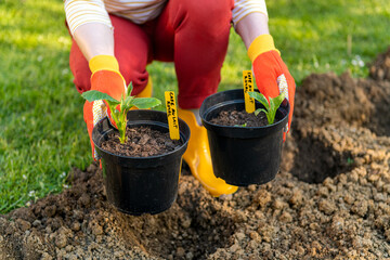 Planting dahlia plants in a flowerbed. Woman planting presprouted dahlia tubers in her garden.