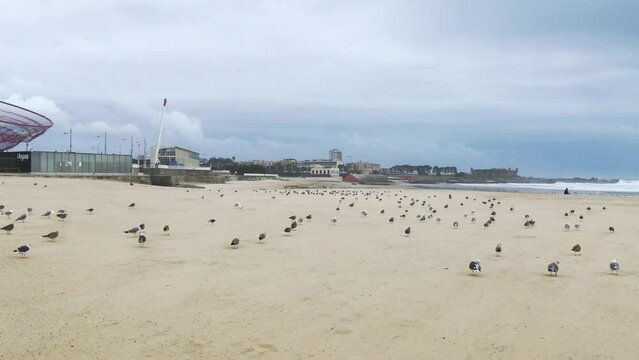 Matosinhos, Portugal atlantic ocean beach and seagulls