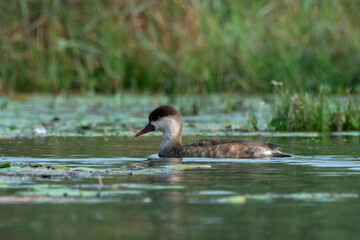 Red-crested pochard or Netta rufina observed in Gajoldaba in West Bengal, India
