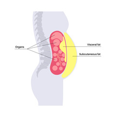 Visceral fat diagram