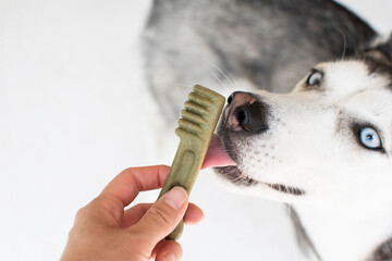 Dog's Dental care concept. Siberian Husky with dental treats. Hand giving a treat to a dog.   © Ana
