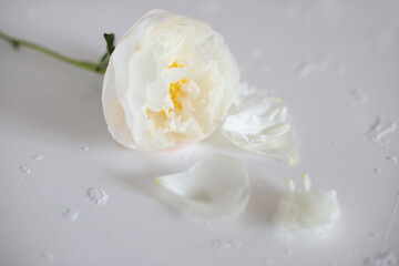 Obraz na płótnie Canvas White peony flowers, blossom floral