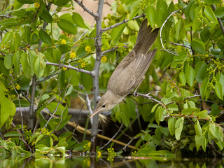Eastern olivaceous warbler, Iduna pallida