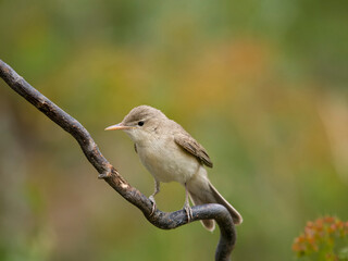 Eastern olivaceous warbler, Iduna pallida