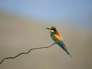 European bee-eater, Merops apiaster