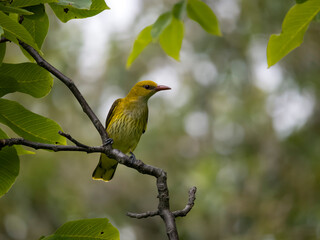 Golden oriole, Oriolus oriolus