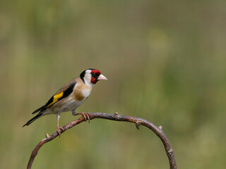 Goldfinch, Carduelis carduelis,