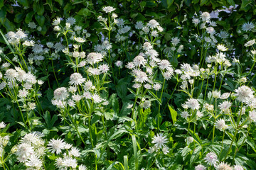 Astrantia major (Great masterwort) flowers in bloom