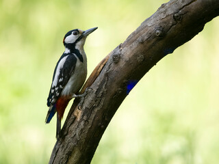 Syrian woodpecker, Dendrocopos syriacus