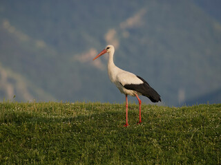 White stork, Ciconia ciconia