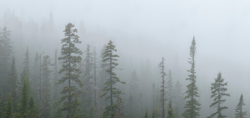Mountain range. Misty mountains hills after the rain. Fog in the mountains. The summer downpour over the green forest