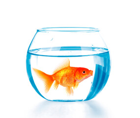 Goldfish in aquarium isolated on white background.