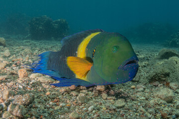 Fototapeta na wymiar Fish swimming in the Red Sea, colorful fish, Eilat Israel 