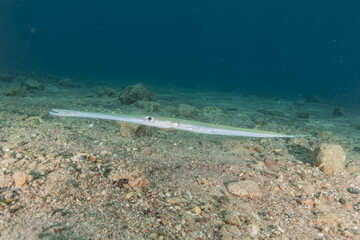 Squid in the Red Sea Colorful and beautiful, Eilat Israel
