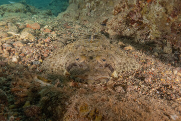 Fish swimming in the Red Sea, colorful fish, Eilat Israel
