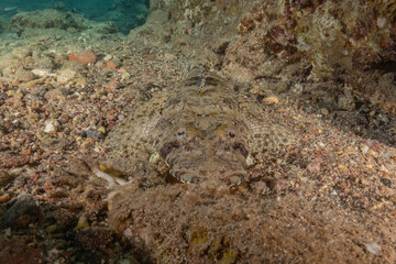 Fish swimming in the Red Sea, colorful fish, Eilat Israel
