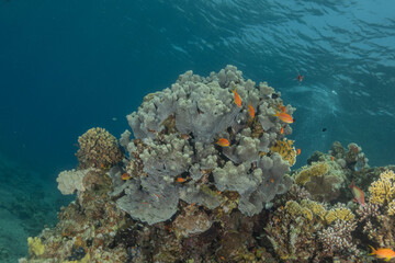 Coral reef and water plants in the Red Sea, Eilat Israel
