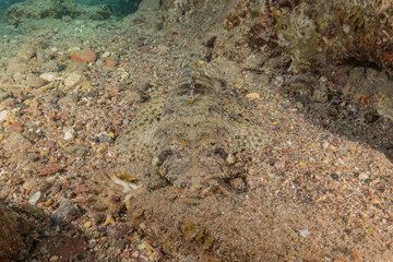 Fish swimming in the Red Sea, colorful fish, Eilat Israel
