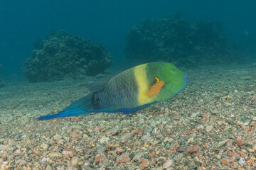 Fish swimming in the Red Sea, colorful fish, Eilat Israel
