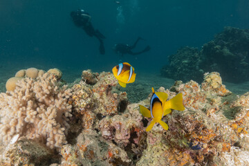Fototapeta na wymiar Clownfish in the Red Sea Colorful and beautiful, Eilat Israel 