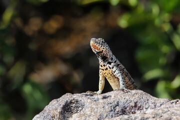Galapagos laza lizard on Santa Fe Island, Galapagos National Park, Ecuador.