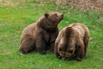 male brown bear (Ursus arctos) on the lawn