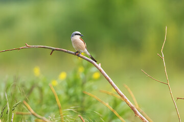 The red-backed shrike (Lanius collurio)