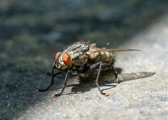 fly on leaf