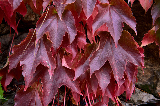 Detail of green and red ivy leaves.