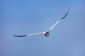 Red-billed tropicbird flying near South Plaza Island, Galapagos National Park, Ecuador.