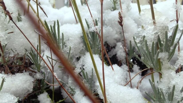Snow on a lavender plant in winter Detail shot