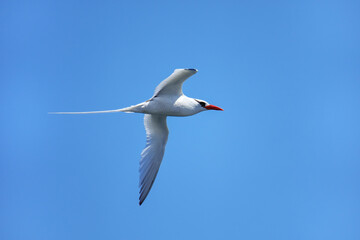 Red-billed tropicbird flying near South Plaza Island, Galapagos National Park, Ecuador.