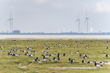 Punt van Reide, nature reserve in the north of The Netherlands, with a lot of birds.