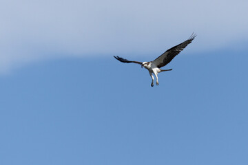 The Osprey eagle flying to hunt. Species Pandion haliaetus. Bird lover. Birdwatching. Animal world. Birding.