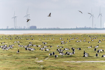 Fototapeta na wymiar Punt van Reide, nature reserve in the north of The Netherlands, with a lot of birds.