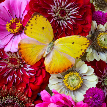 Yellow Butterflies On Zinnias