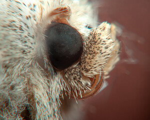 Moth head close up, macro photo