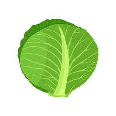 Fototapeta premium Fresh and healthy cabbage in flat cartoon style. Head of Cabbage with bright green leaves isolated on white background. Vegetarian food and Organic ingredient for salad. Vector illustration