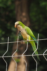 Zielona papuga w parku w Barcelonie
