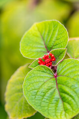 Arbol con flores rojos y hojas verdes.