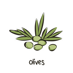 Olives with leaves in cartoon flat style with outline. Olives icon isolated on white background. Vector.