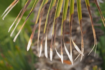 Liści palmy z wyschniętymi końcówkami 