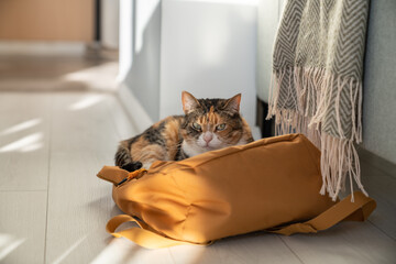 Always find your comfortable place. Disgruntled fluffy cat lies on owner backpack thrown on floor....